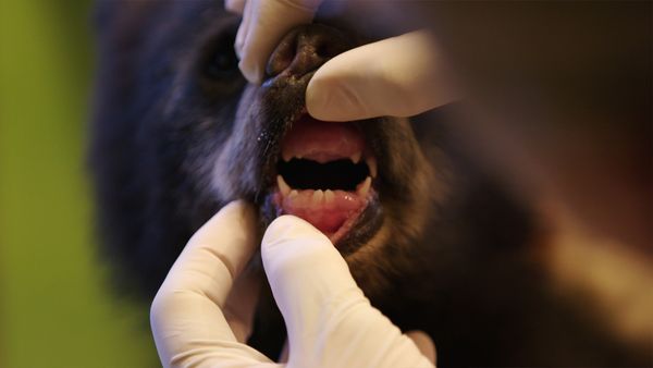 Wild Bear Rescue - Mud and Guts