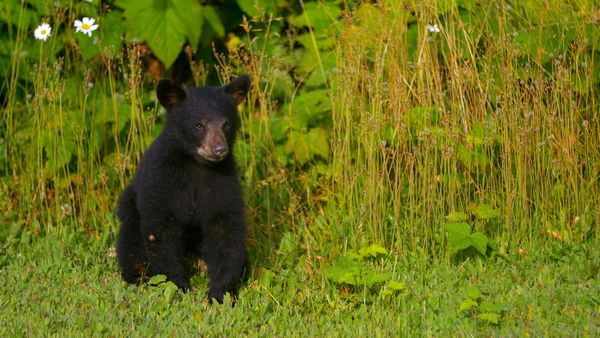Wild Bear Rescue - Hungry Bears