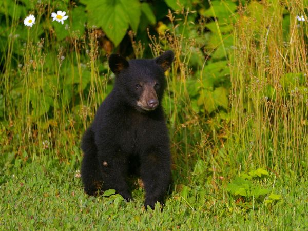 Wild Bear Rescue - Hungry Bears