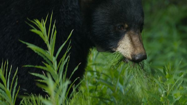 Wild Bear Rescue - Grizzlies!