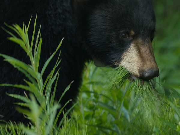 Wild Bear Rescue - Grizzlies!