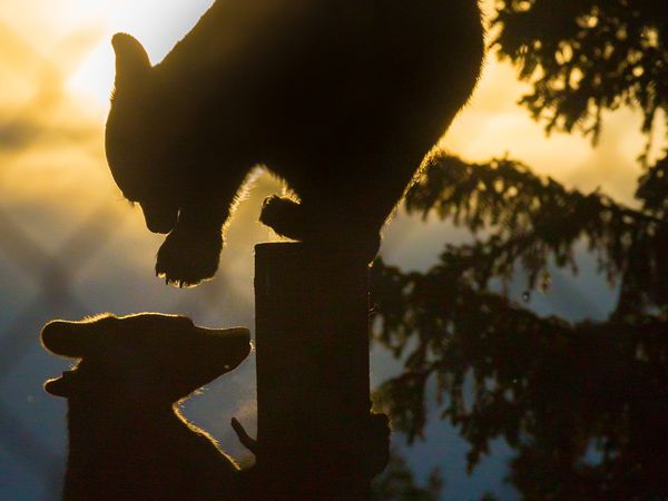 Wild Bear Rescue - Intruder Bear