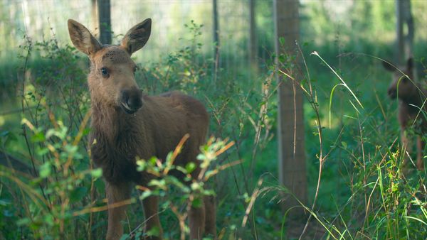 Wild Bear Rescue - Bear Hugs & Moose Kisses