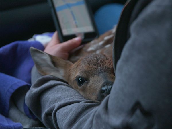 Wild Bear Rescue - Wild, Wild Grizzly