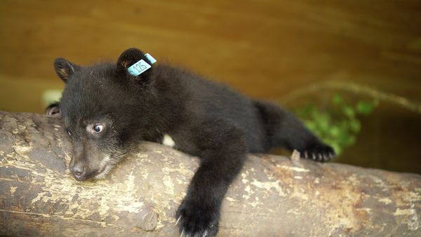Wild Bear Rescue - Wasabi Goes Home