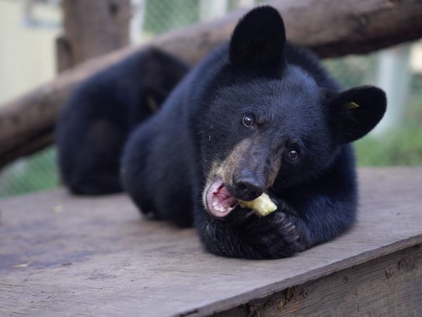 Wild Bear Rescue - Helter Shelter