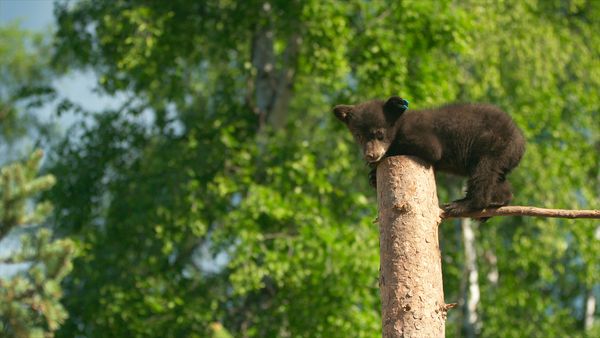 Wild Bear Rescue - Family Reunions