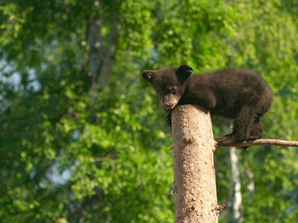 Wild Bear Rescue - Family Reunions