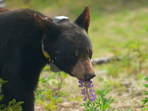 Wild Bear Rescue - Sophie's Secret