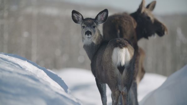 Wild Bear Rescue - A Beary Long Winter