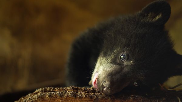 Wild Bear Rescue - Velcro Bears