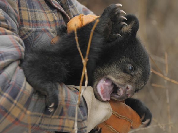 Wild Bear Rescue - Collateral Cubs