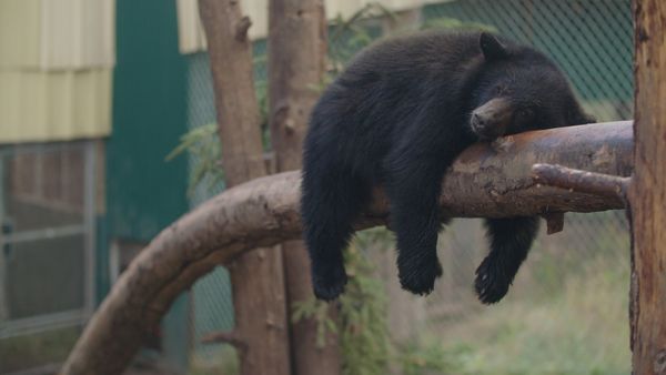 Wild Bear Rescue - The Houdini Bear
