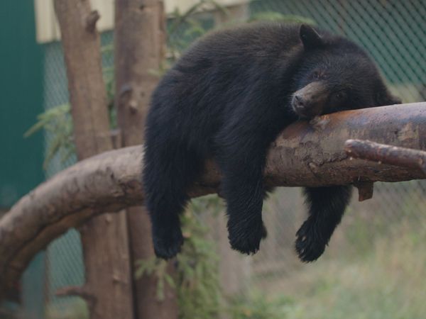 Wild Bear Rescue - The Houdini Bear