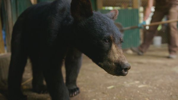 Wild Bear Rescue - Grin and Bear It