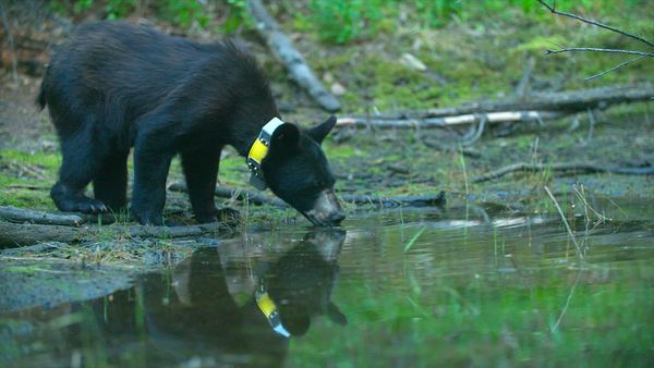 Wild Bear Rescue - Long Shots