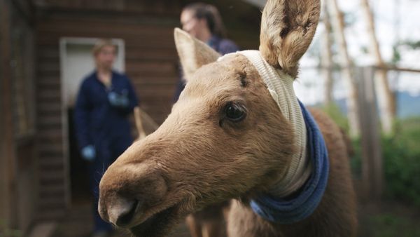 Wild Bear Rescue - Déjà Vu Moose