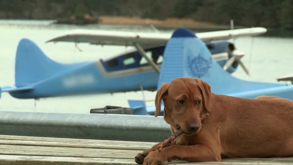Alaska Bush Pilots - Risky Business