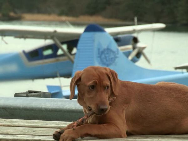 Alaska Bush Pilots - Risky Business