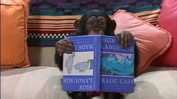 Mighty Morphin Power Rangers - A Chimp in Charge