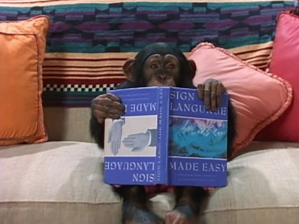 Mighty Morphin Power Rangers - A Chimp in Charge