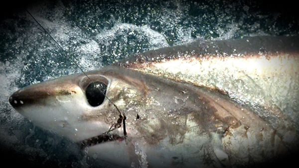 Monster Fish - PEI BLUEFIN PART 2 & MIA THRESHER