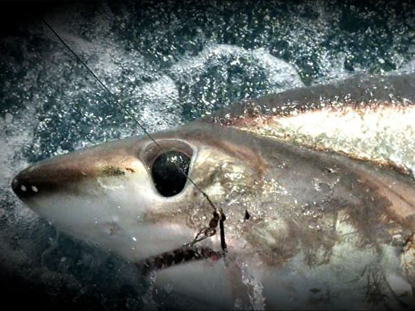 Monster Fish - PEI BLUEFIN PART 2 & MIA THRESHER