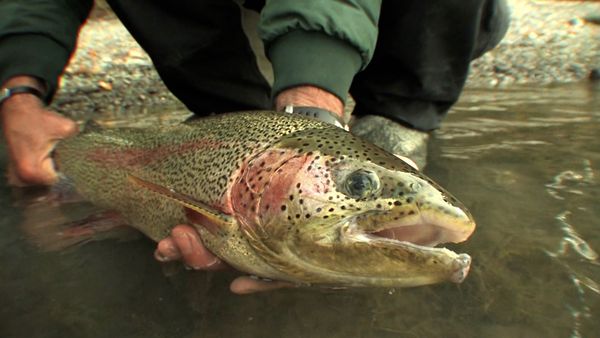 Monster Fish - ALASKAN RAINBOWS PART 2 & NC BLUEFIN