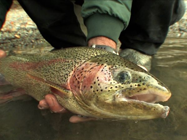 Monster Fish - ALASKAN RAINBOWS PART 2 & NC BLUEFIN