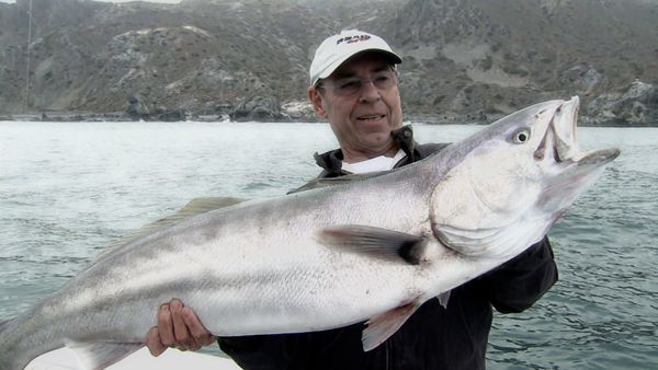 Monster Fish - NC AMBERJACK & CA SEABASS