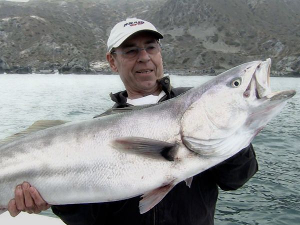 Monster Fish - NC AMBERJACK & CA SEABASS