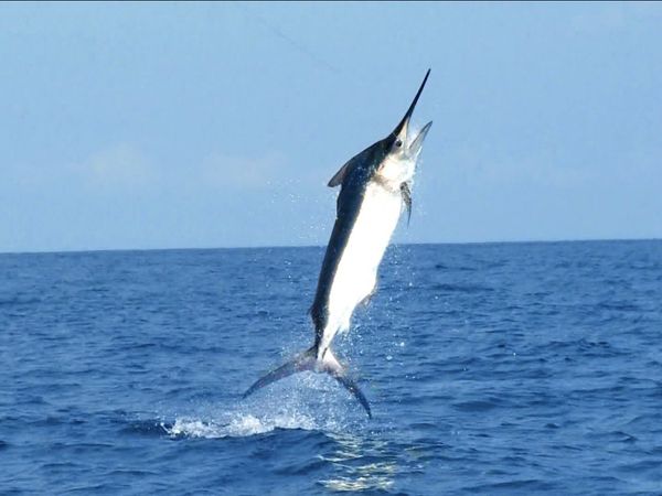 Monster Fish - MONSTER FISH COUNTDOWN