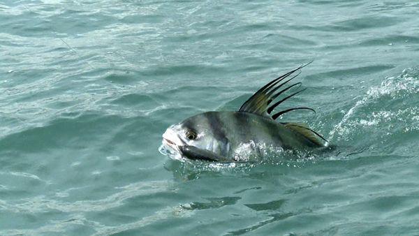 Monster Fish - PAN ROOSTER & PB AMBERJACK