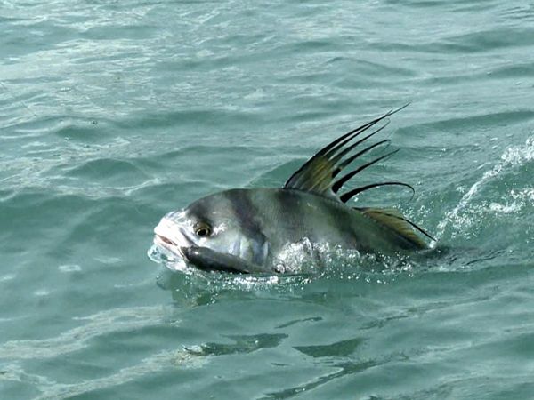 Monster Fish - PAN ROOSTER & PB AMBERJACK