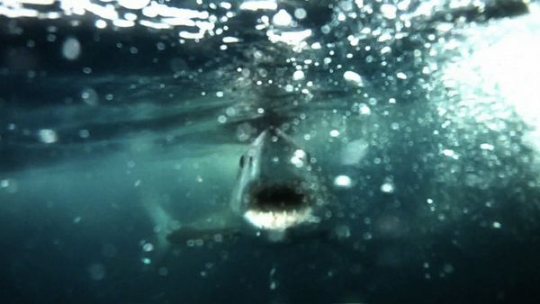 Monster Fish - CALIFORNIA MAKO PART 1 & TEXAS KINGFISH PART 1