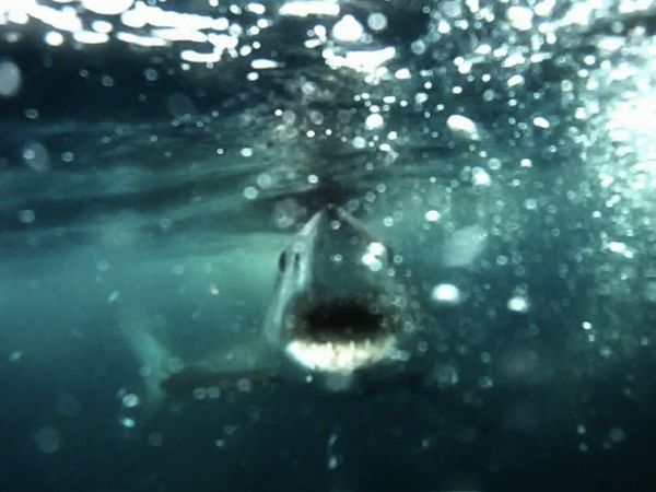 Monster Fish - CALIFORNIA MAKO PART 1 & TEXAS KINGFISH PART 1