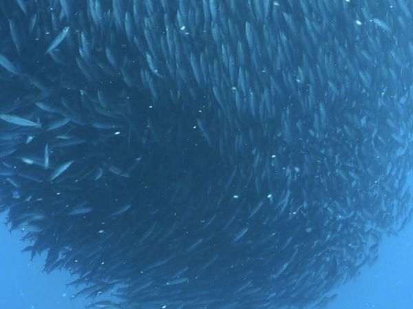 Monster Fish - NE STRIPER & PAN KAYAK