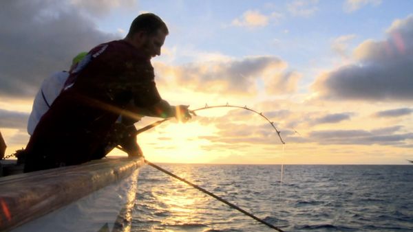 Monster Fish - LONG RANGE YELLOWFIN