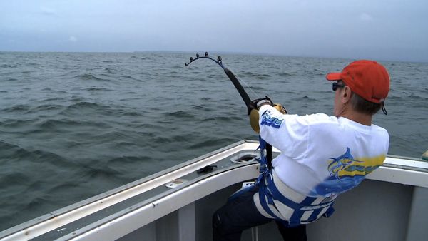 Monster Fish - PEI TUNA DB