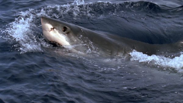 Monster Fish - CC SHARK TG