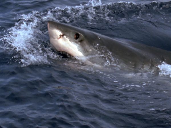 Monster Fish - CC SHARK TG