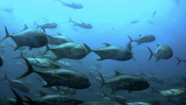 Monster Fish - WAHOO
