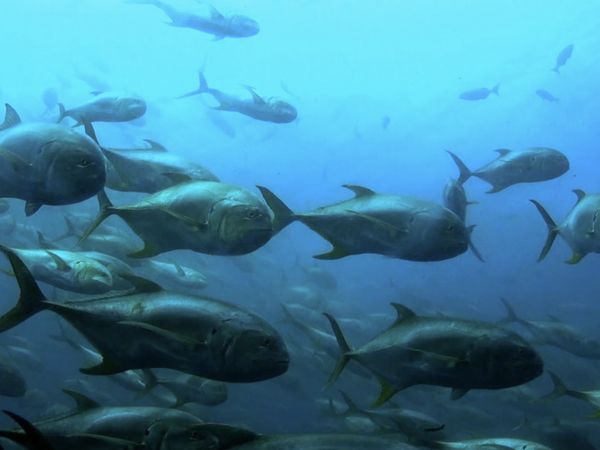 Monster Fish - WAHOO