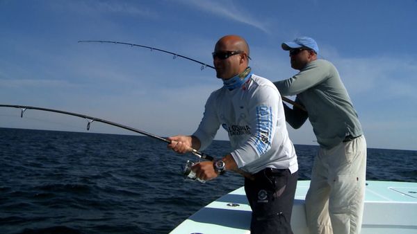 Monster Fish - COBIA