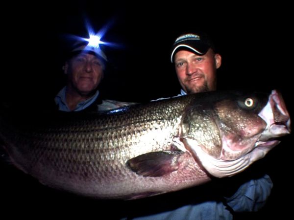 Monster Fish - RI STRIPER