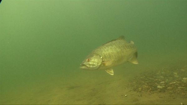 Monster Fish - CALIFORNIA LARGEMOUTH BASS