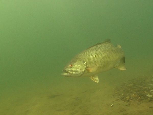 Monster Fish - CALIFORNIA LARGEMOUTH BASS
