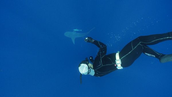 Blue Water Savages - Bull Sharks