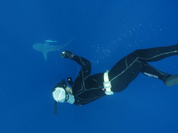 Blue Water Savages - Bull Sharks