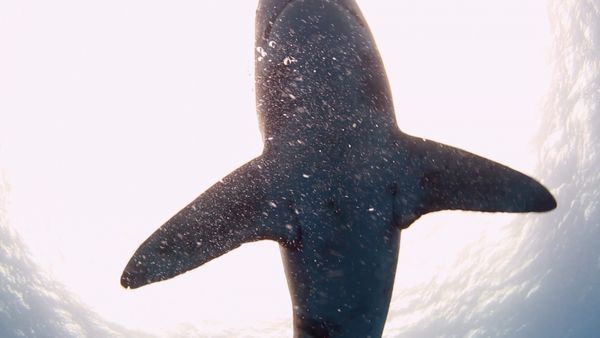 Blue Water Savages - Oceanic Whitetip Shark